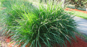 Fakahatchee-Grass